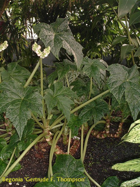 B. ‘Gertrude F. Thompson’